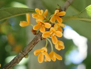 キンモクセイ（モクセイ科）