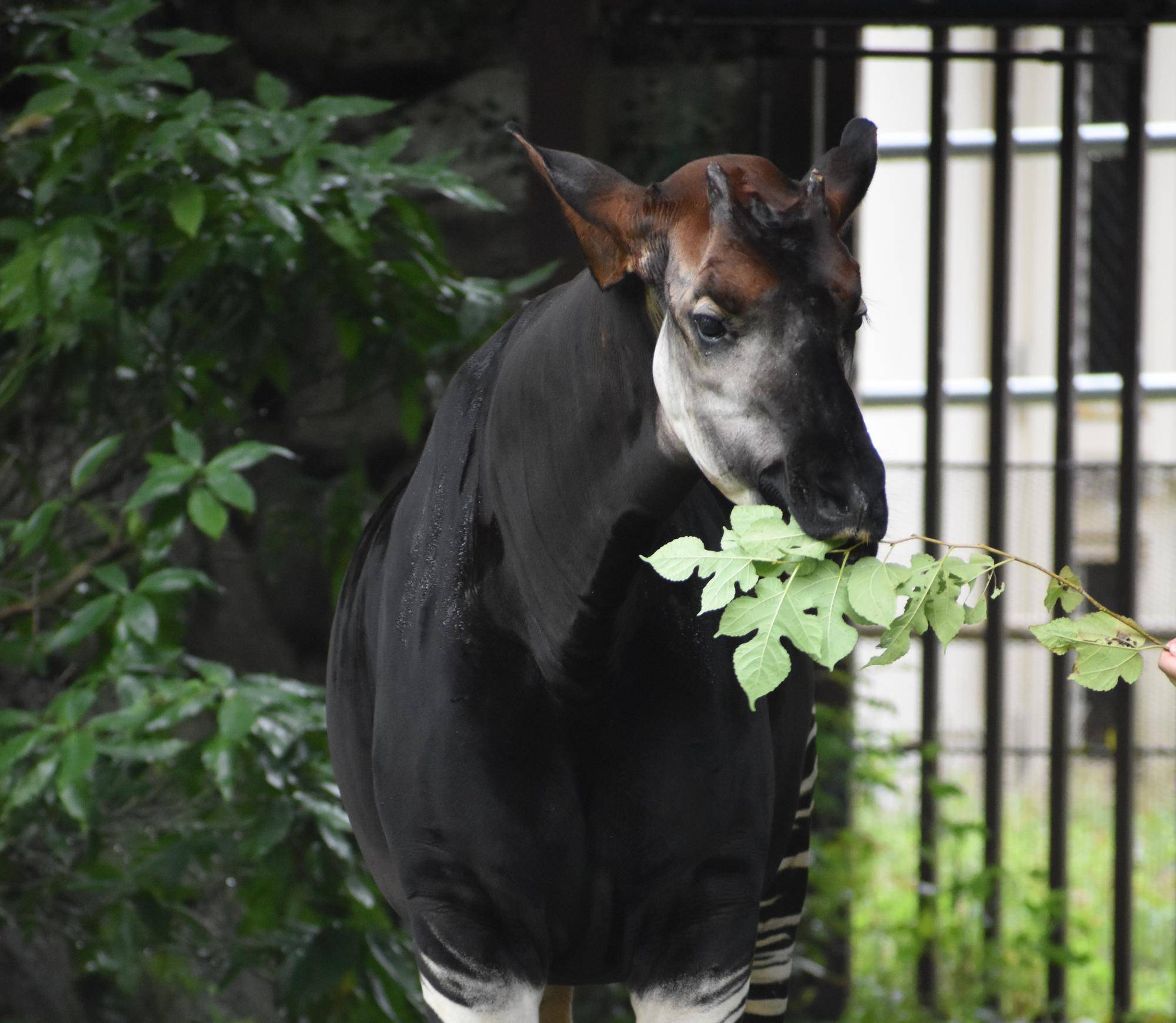 「わくわくタイム(飼育員のガイド・ヤギのおやつタイム)」スケジュール の写真