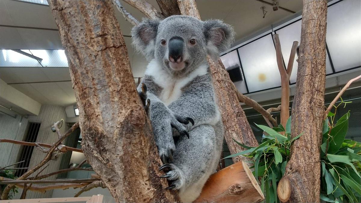 みんな元気です|こぼれ話｜ブログ|金沢動物園公式サイト｜公益財団法人