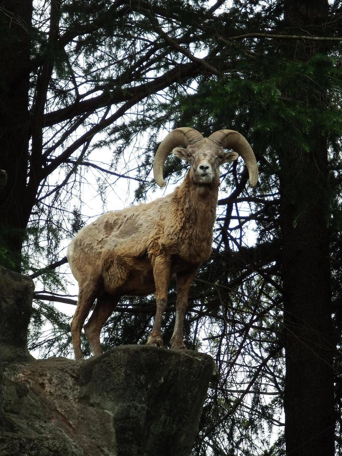 100|オオきなツノのヒツジの日記｜ブログ|金沢動物園公式サイト｜公益