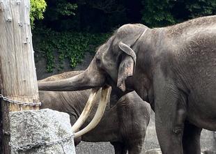 象牙は前歯です。