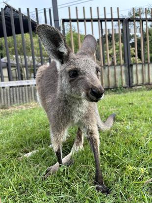 やんちゃな末っ子