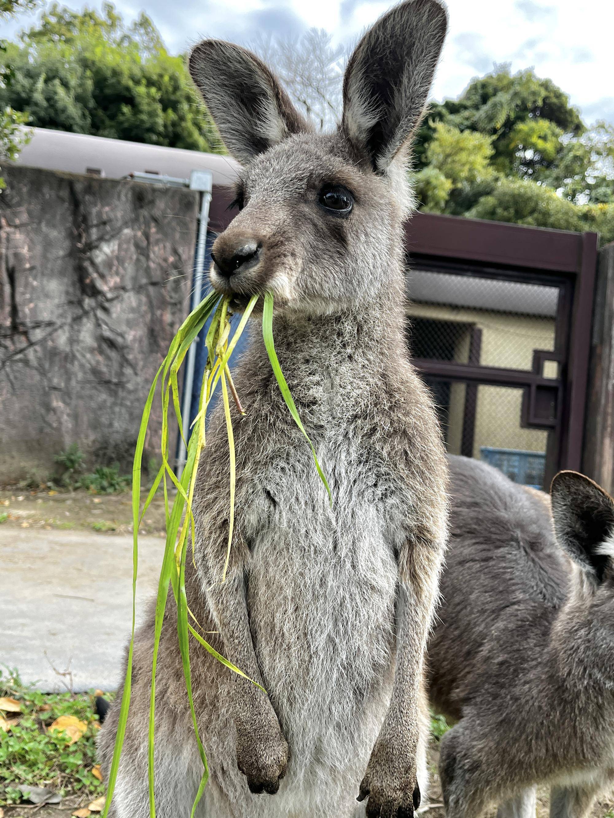 カンガルーブログ コアラ舎工事に伴う12~3月のカンガルー平日展示中止のおしらせの写真