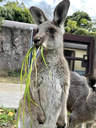 カンガルーブログ コアラ舎工事に伴う12~3月のカンガルー平日展示中止のおしらせ