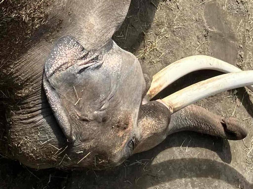 ゾウの寝顔の写真