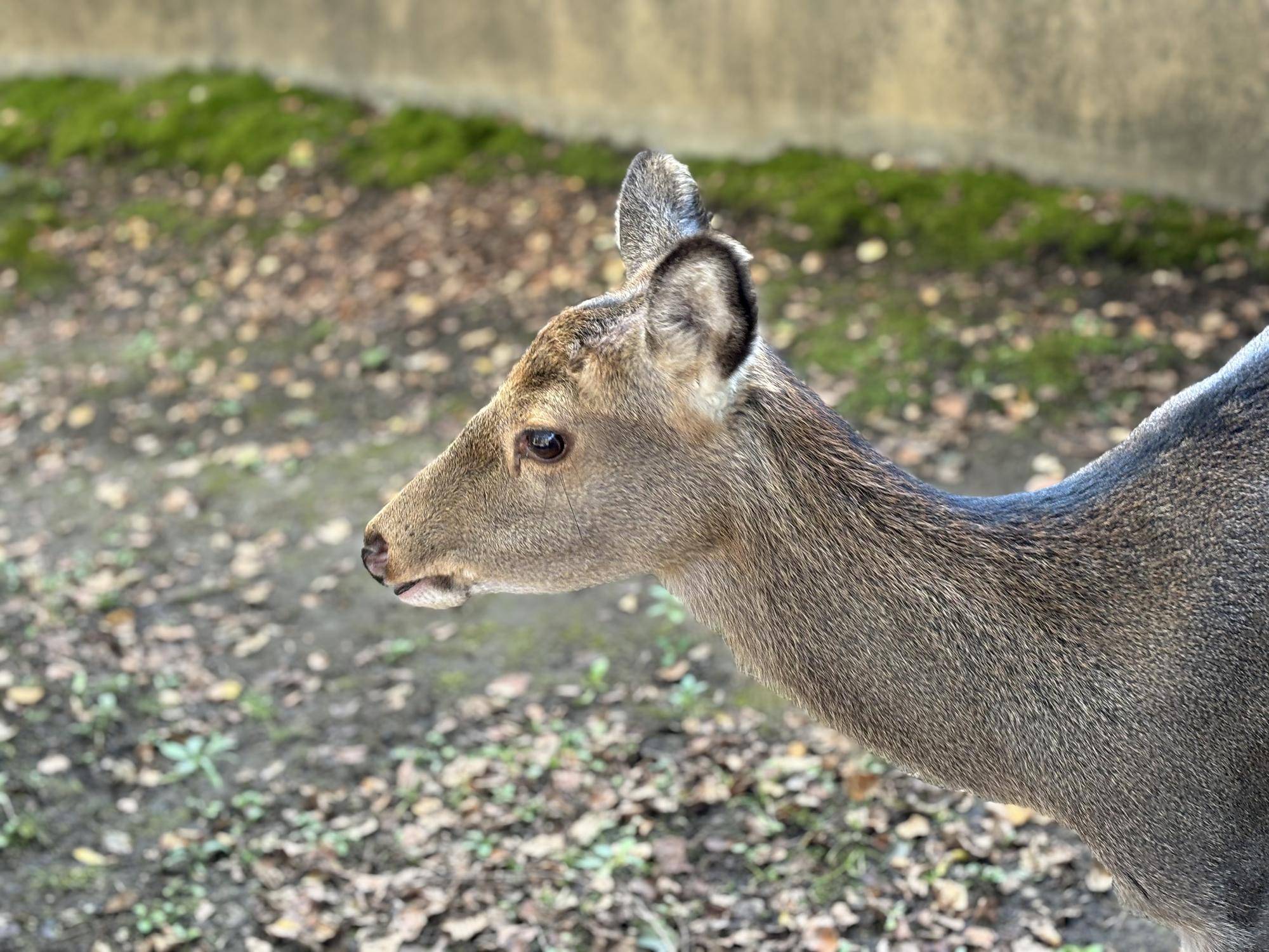 秋が来るとメイは。の写真