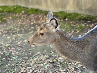 秋が来るとメイは。