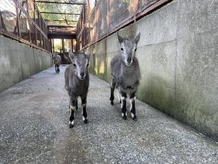 ユズとザクロの見分け方