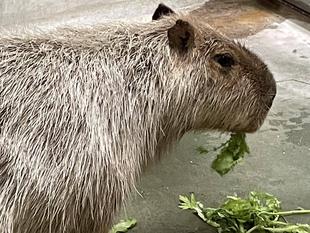 【カピバラのほんわか打たせ湯】○○湯入りました♨9月、10月編と2頭の近況報告