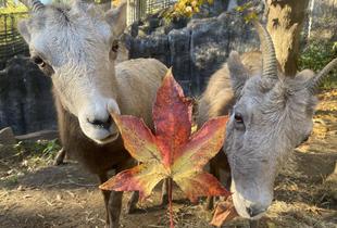 お世話になったモミジバフウと