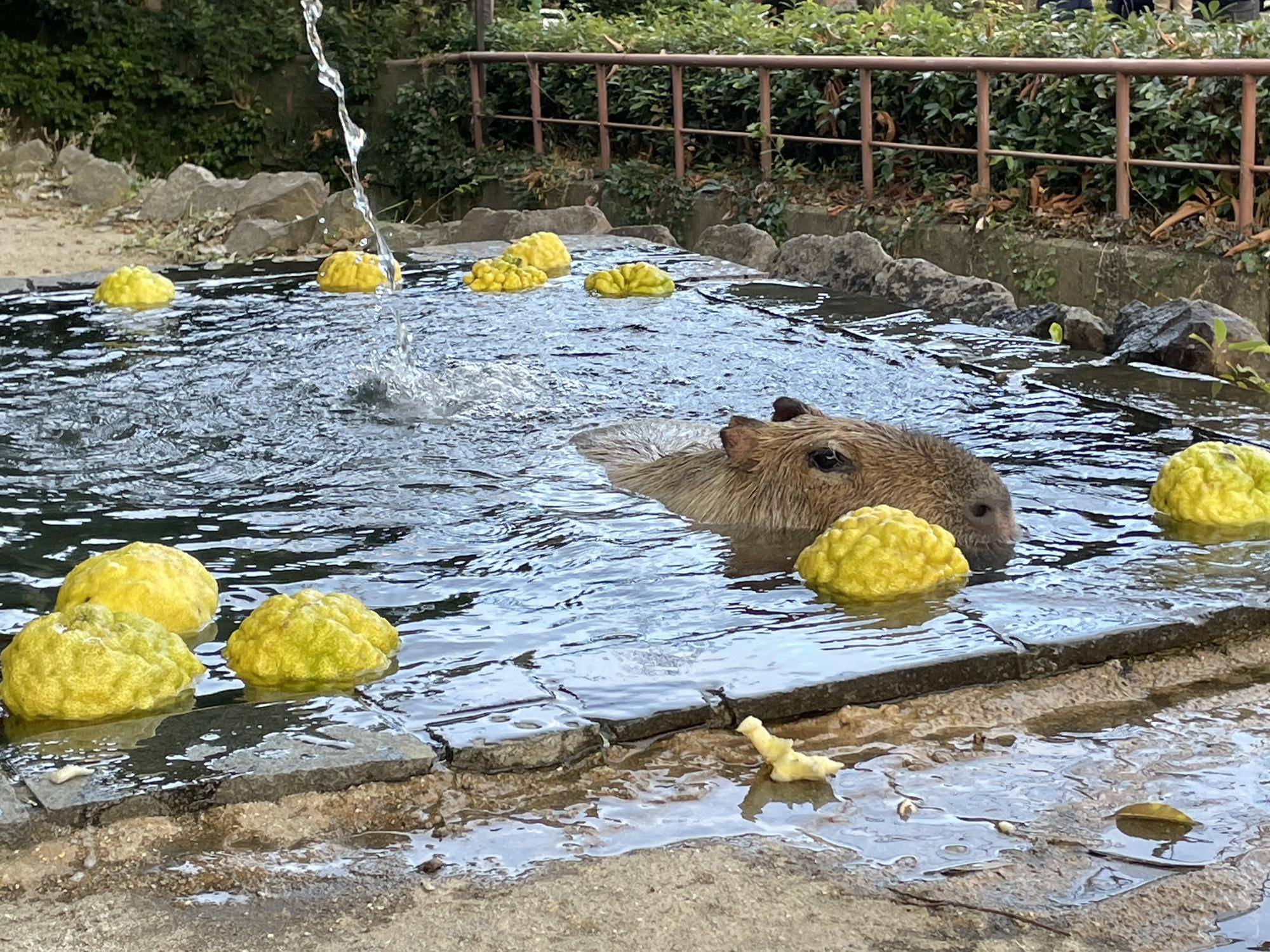 【カピバラのほんわか打たせ湯】○○湯入りました♨ 11月と12月編の写真