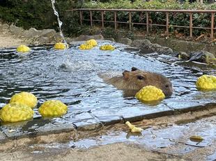 【カピバラのほんわか打たせ湯】○○湯入りました♨　11月と12月編