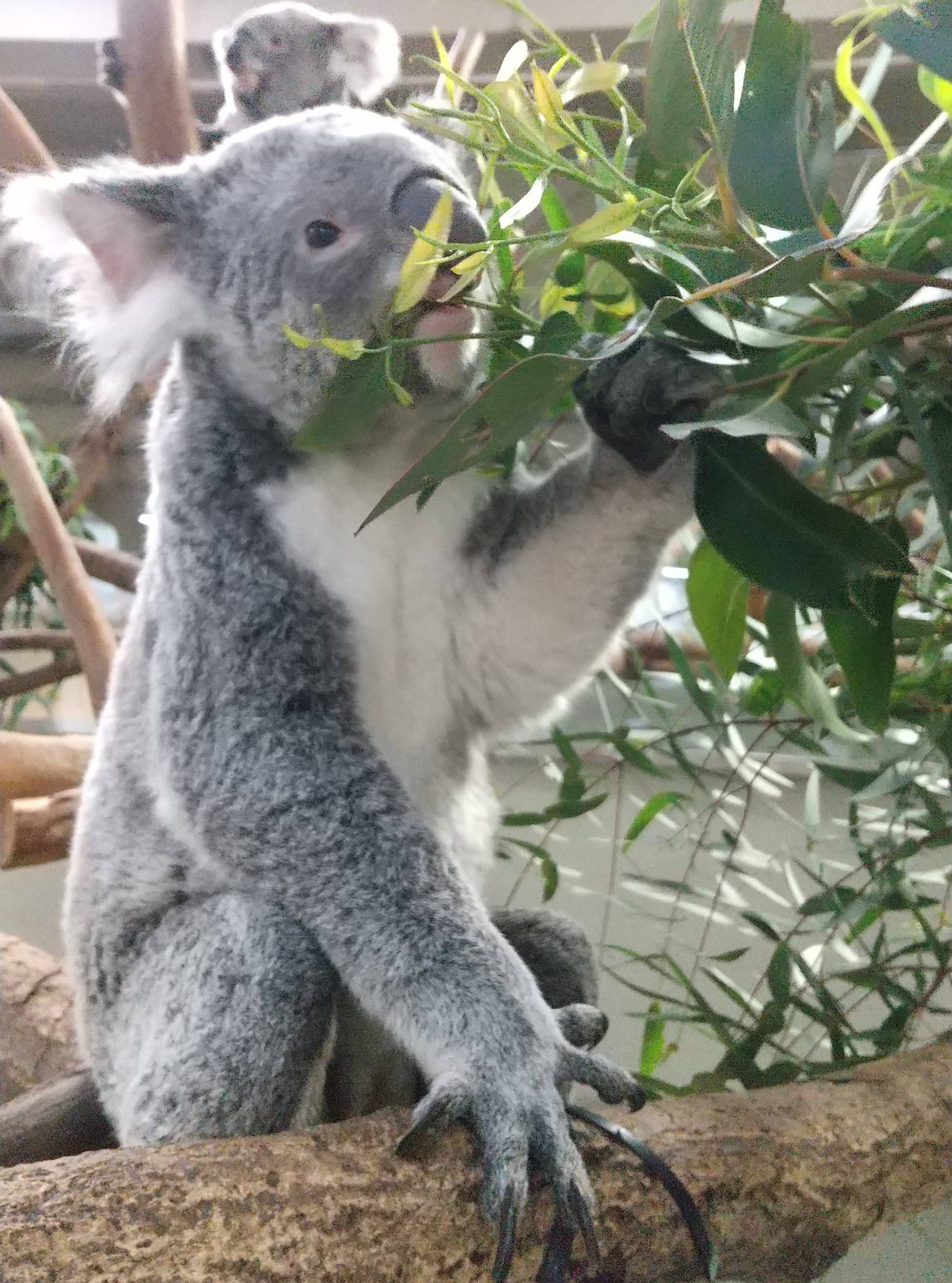 ぼたんの写真