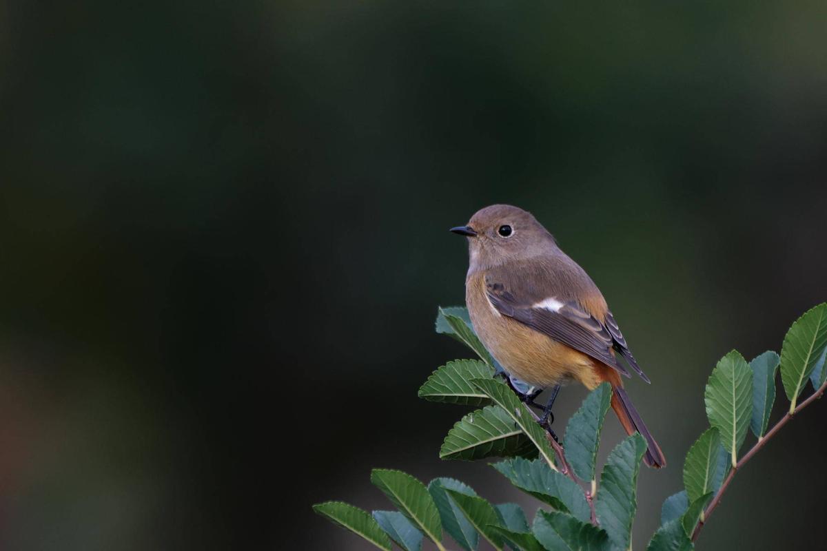 4Y3A8249-thumb-1200xauto-