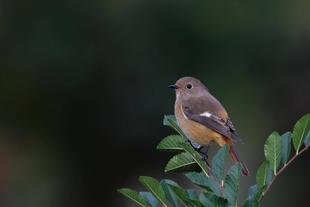 とりのおはなし 第2回 冬鳥について