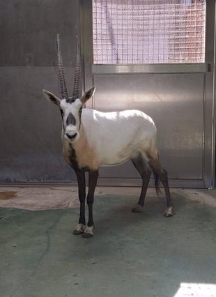 ２頭のアラビアオリックスが仲間入りしました。