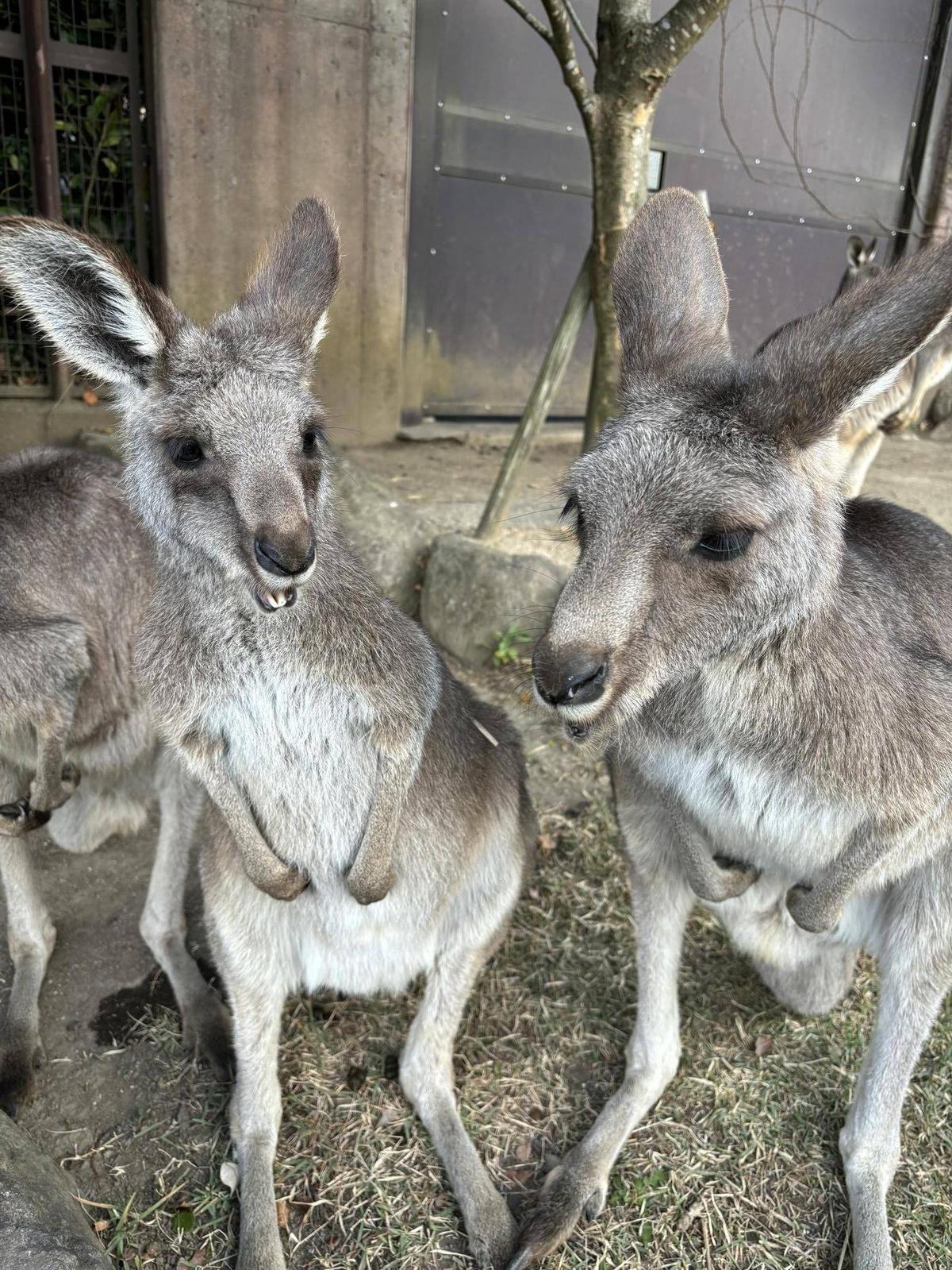 そっくり親子|OH！カンガルー｜ブログ|金沢動物園公式サイト｜公益財団
