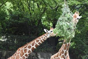 キリンのおはなし