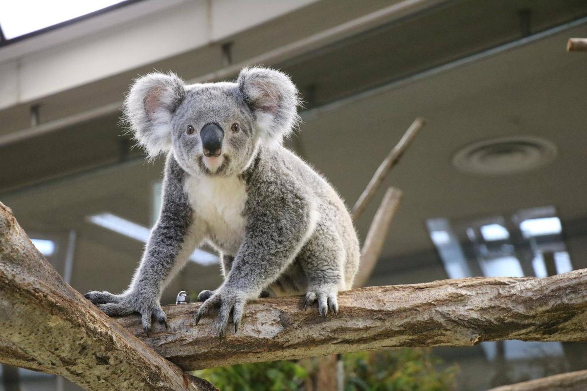 コアラ♪さん専用 IMG_5161-thumb-1200xauto-