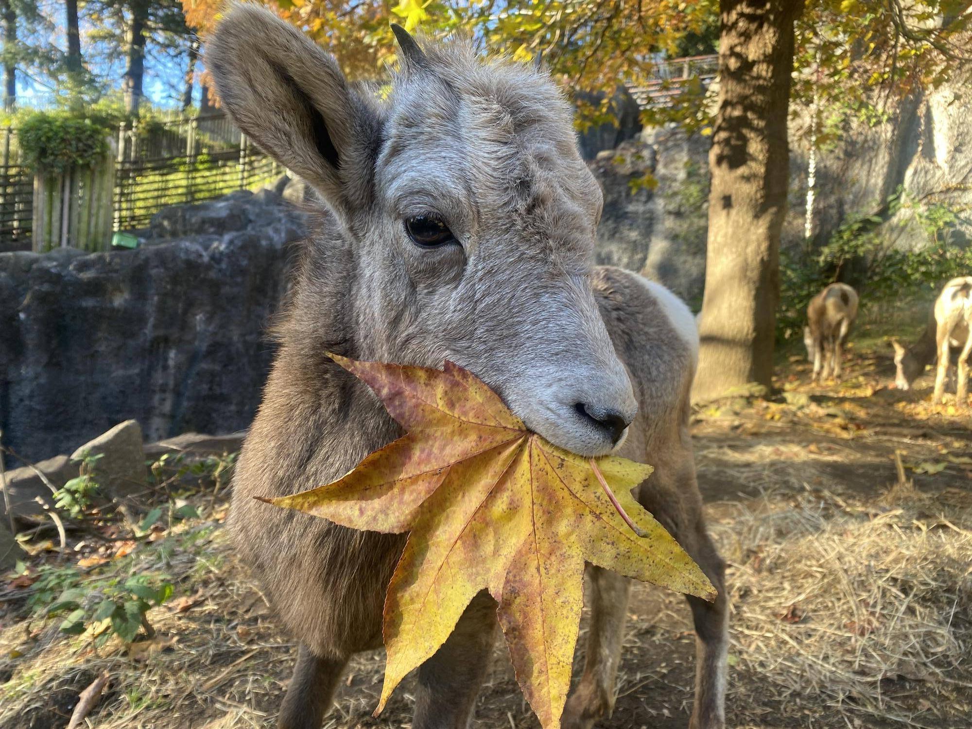 ヤエのお尻の写真