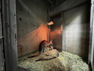 カンガルーブログ　キノコの近居報告③