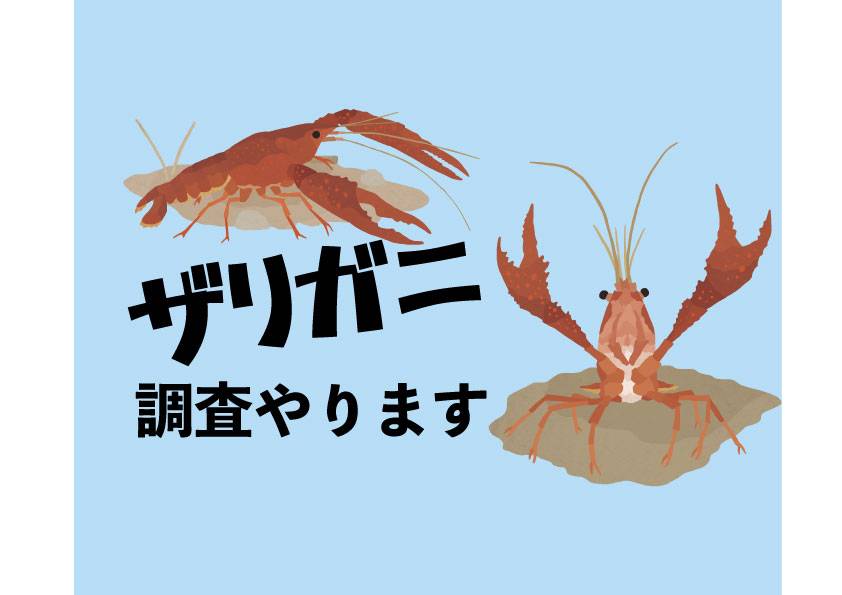 第4日曜日は ザリガニ調査🔎の写真