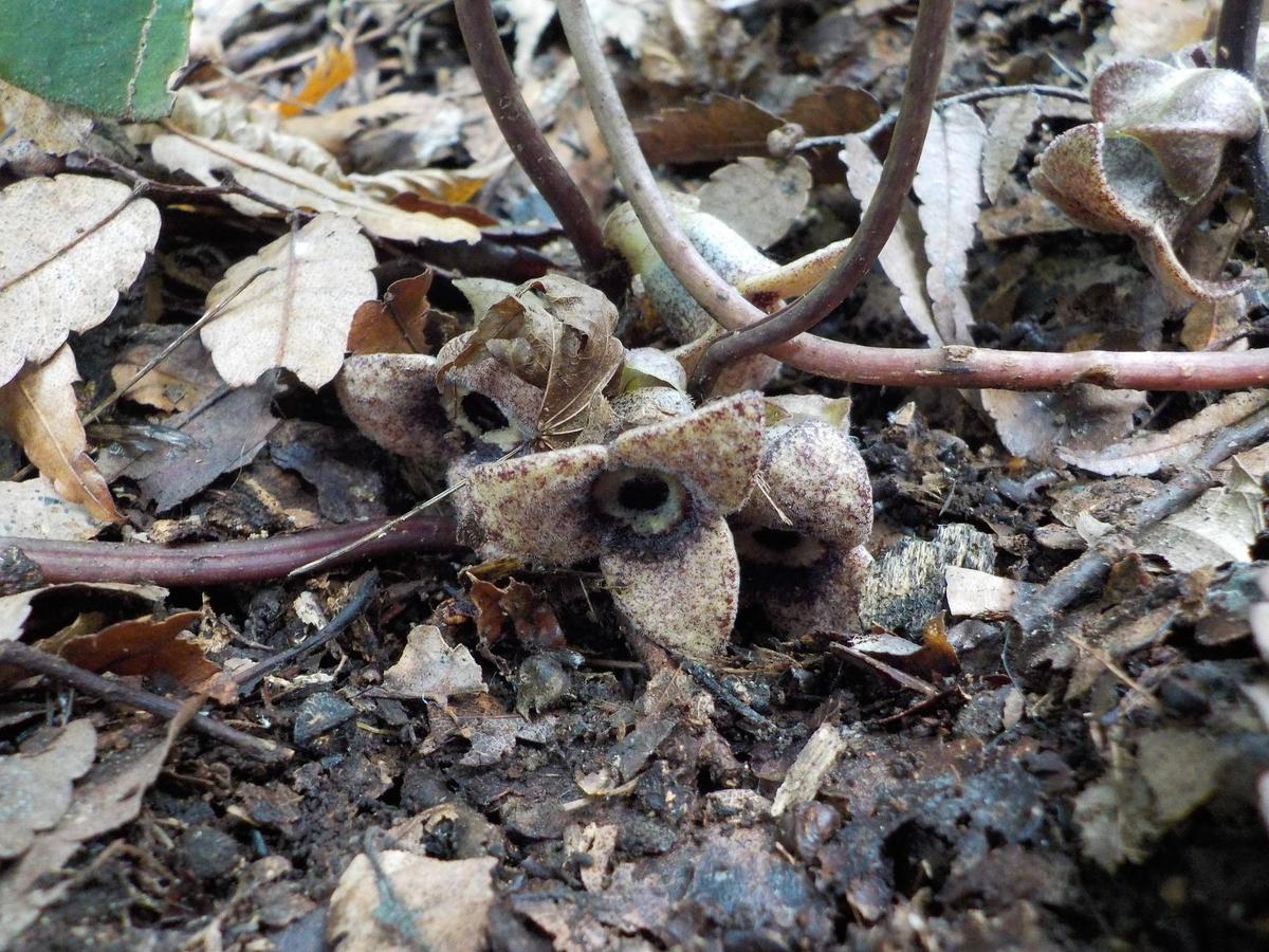 カンアオイ|花情報｜ブログ|金沢動物園公式サイト｜公益財団法人 横浜
