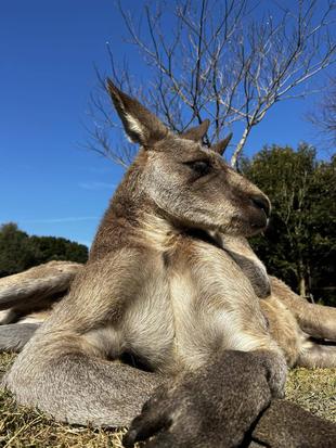 カンガルーブログ　工事期間の展示について🦘