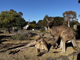 カンガルーブログ　今年もよろしくお願いします