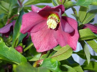 クリスマスローズ