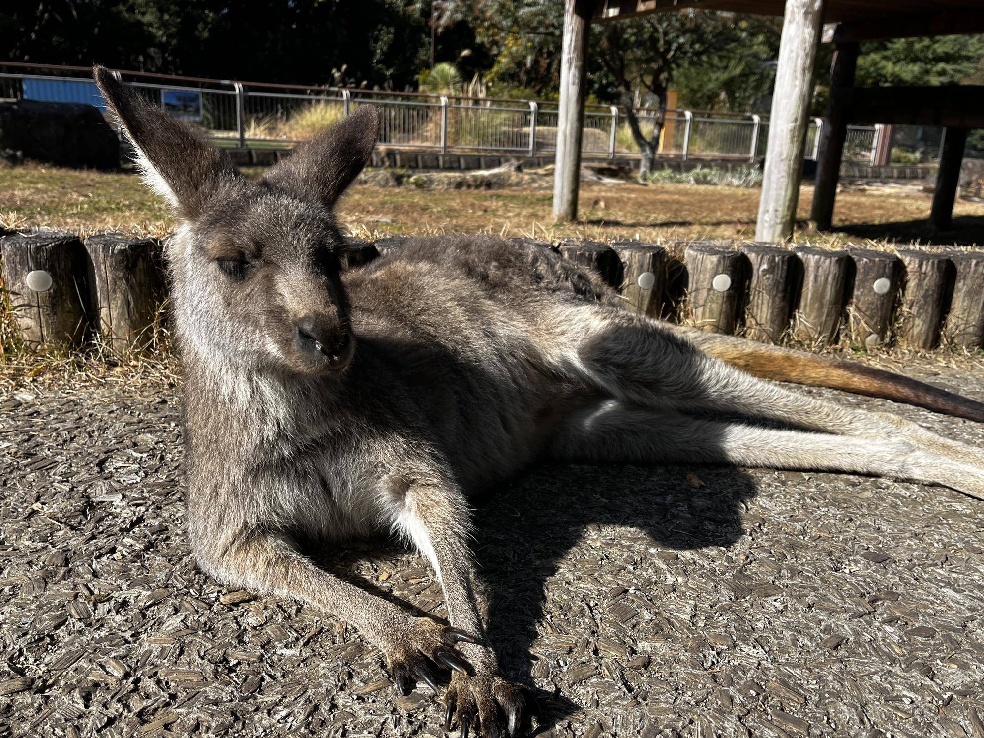 カンガルーブログ 年末休園日のカンガルーの様子の写真