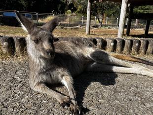 カンガルーブログ　年末休園日のカンガルーの様子