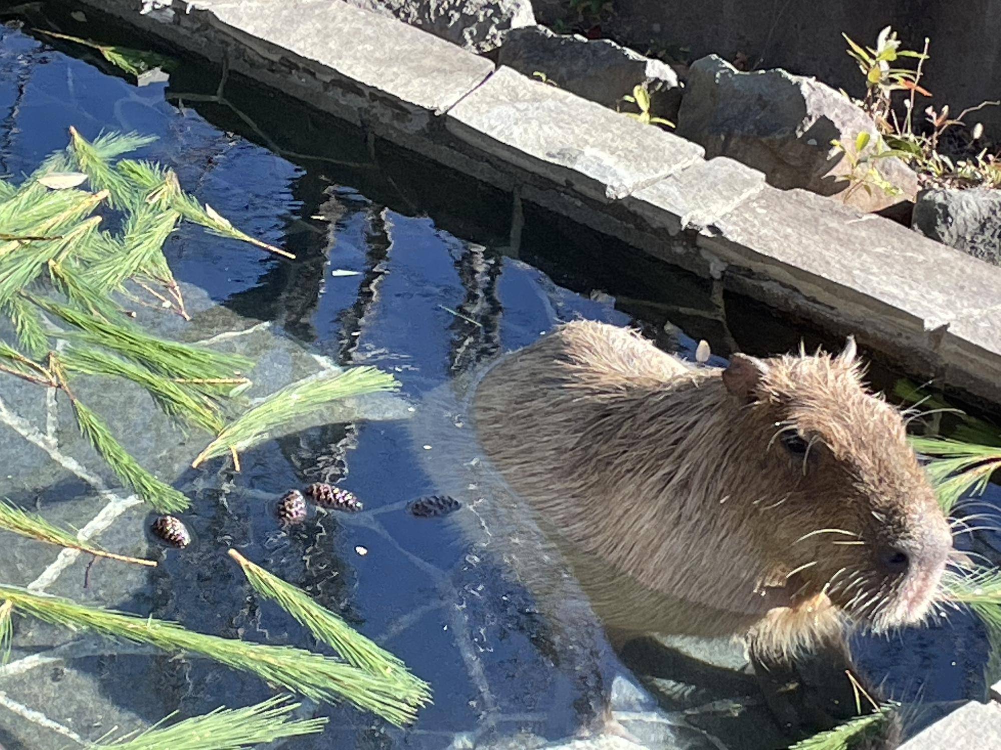 【カピバラのほんわか打たせ湯】○○湯入りました♨ お正月の動物たちと1月編の写真