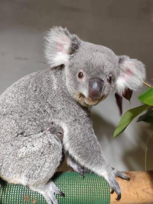 コアラたちの近況