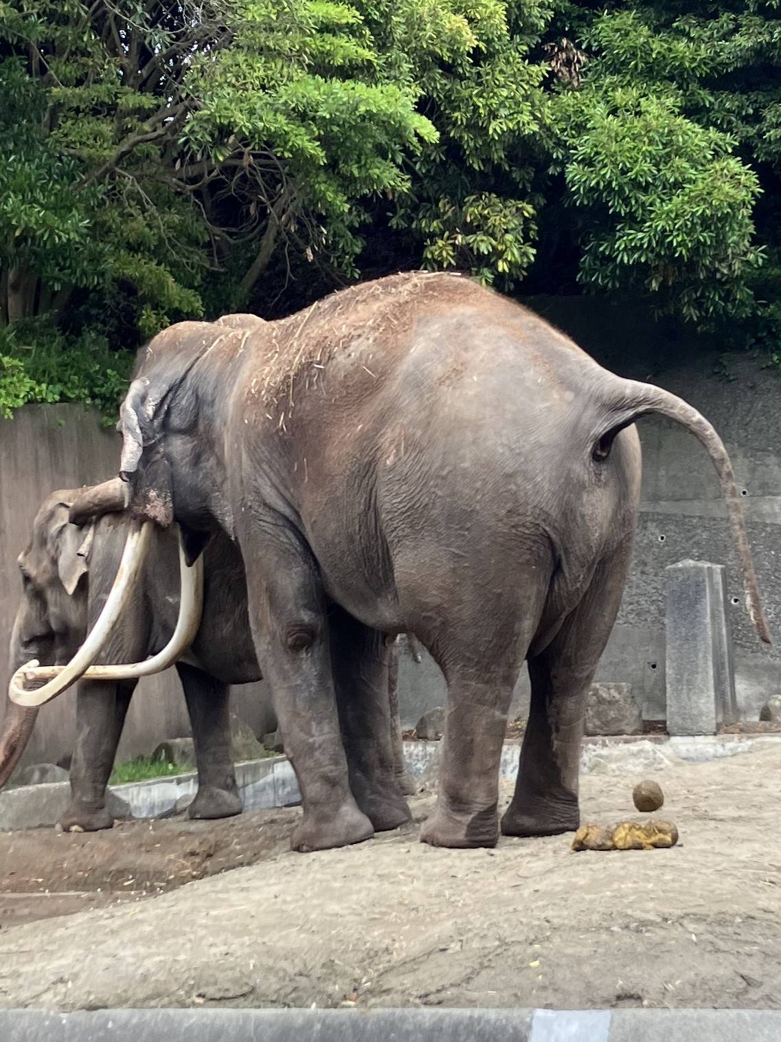 すごーくすごいゾウのうんちの写真