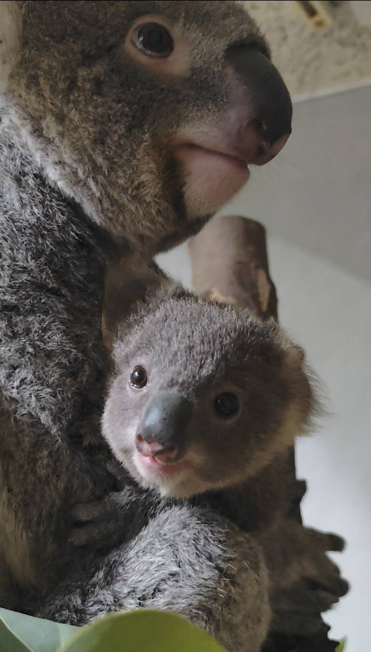 鼻が似てるの写真