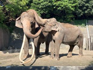 隠れ動物園の隠れエレファント