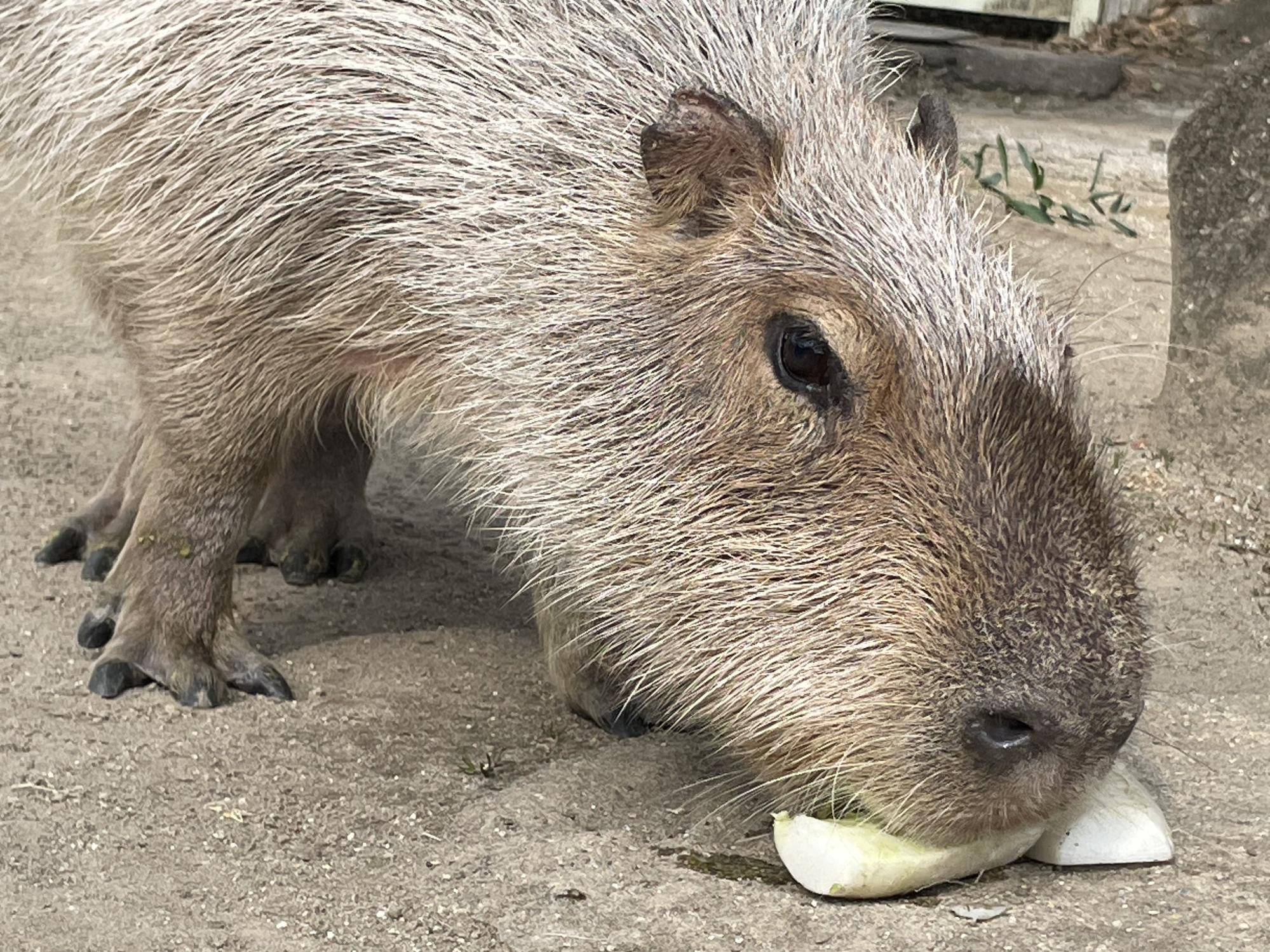 【カピバラのほんわか打たせ湯】○○湯入りました♨2月編の写真