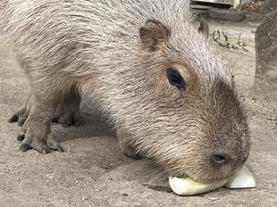 【カピバラのほんわか打たせ湯】○○湯入りました♨2月編