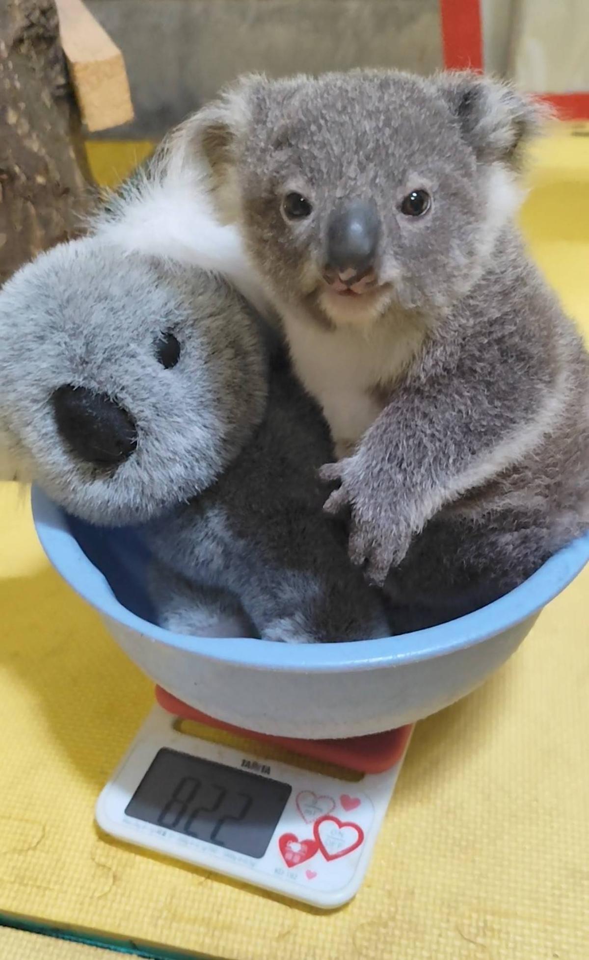 コアラの赤ちゃんがかわいい♡ | いつかのららるら日記