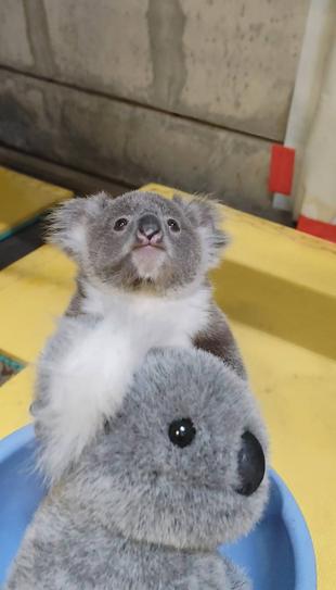 こんにちは!ポポロです。