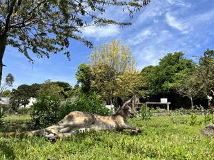 カンガルーブログ キノコの報告