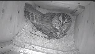 園内で野生のフクロウが産卵しました