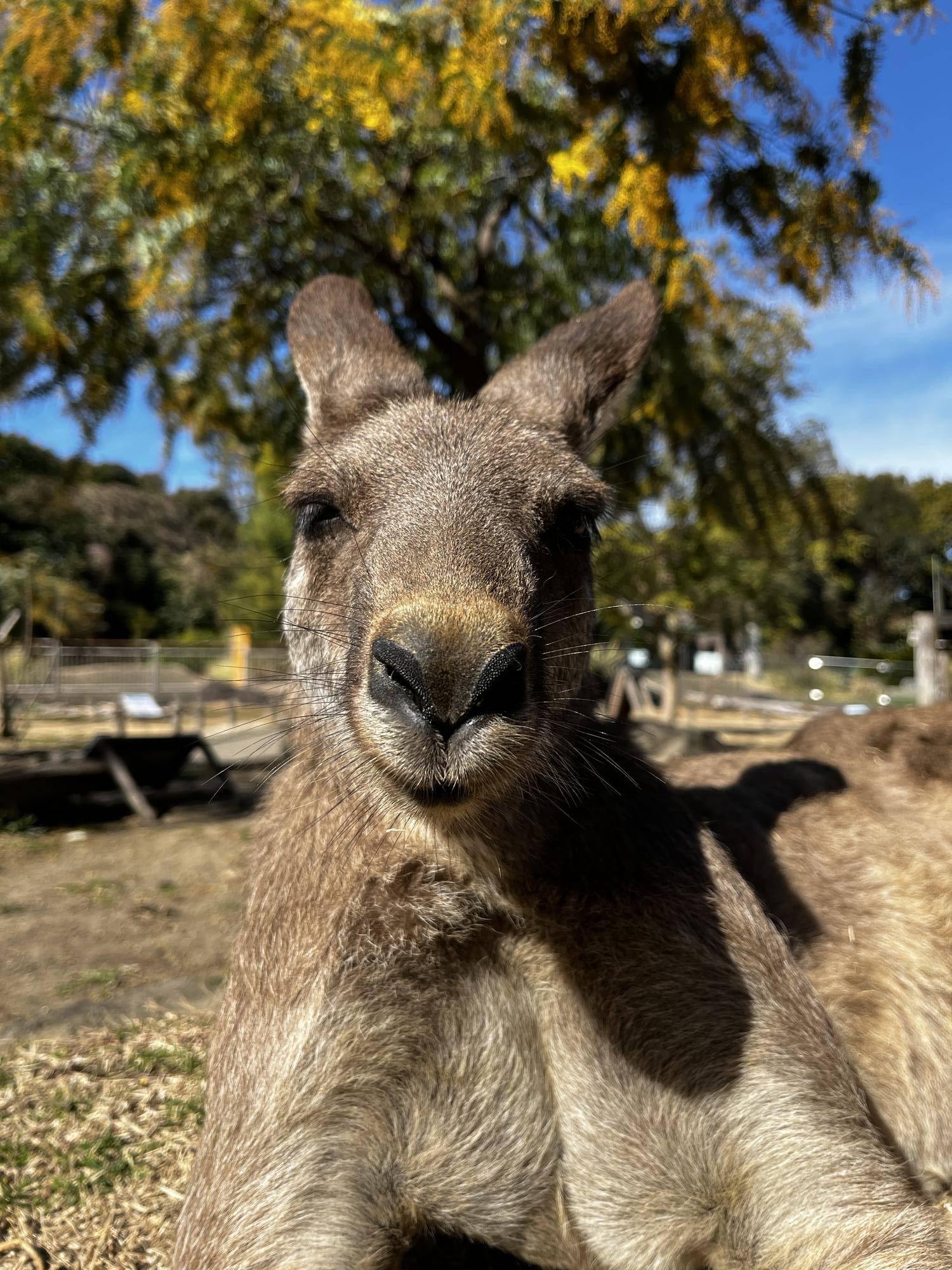 カンガルーブログ ポポタのお知らせの写真