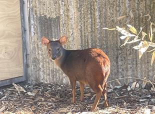 プーズーの異文化交流?