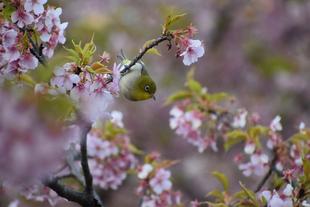  🌸金沢動物園・金沢自然公園の桜開花情報【2025年3月14日】