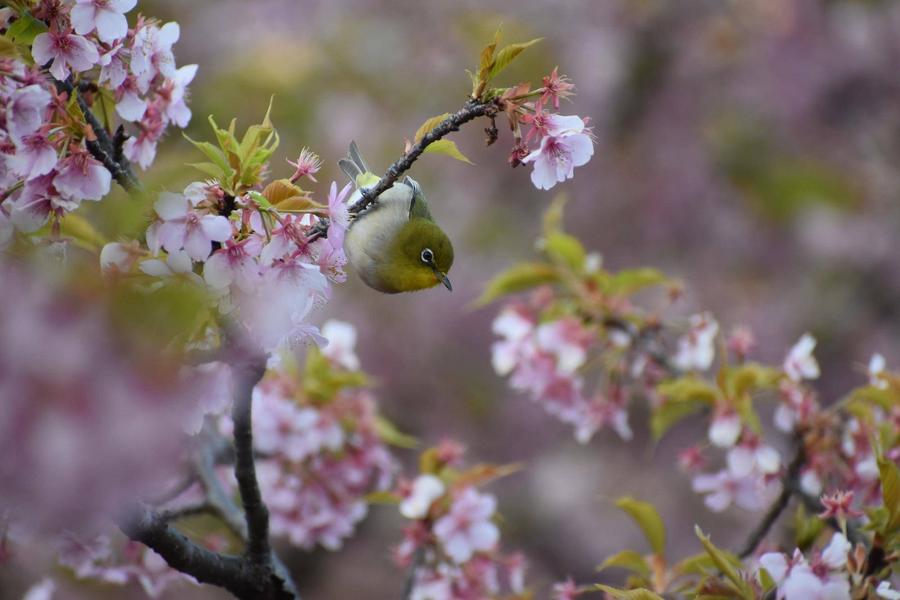 🌸金沢動物園・金沢自然公園の桜開花情報【2025年3月14日】の写真
