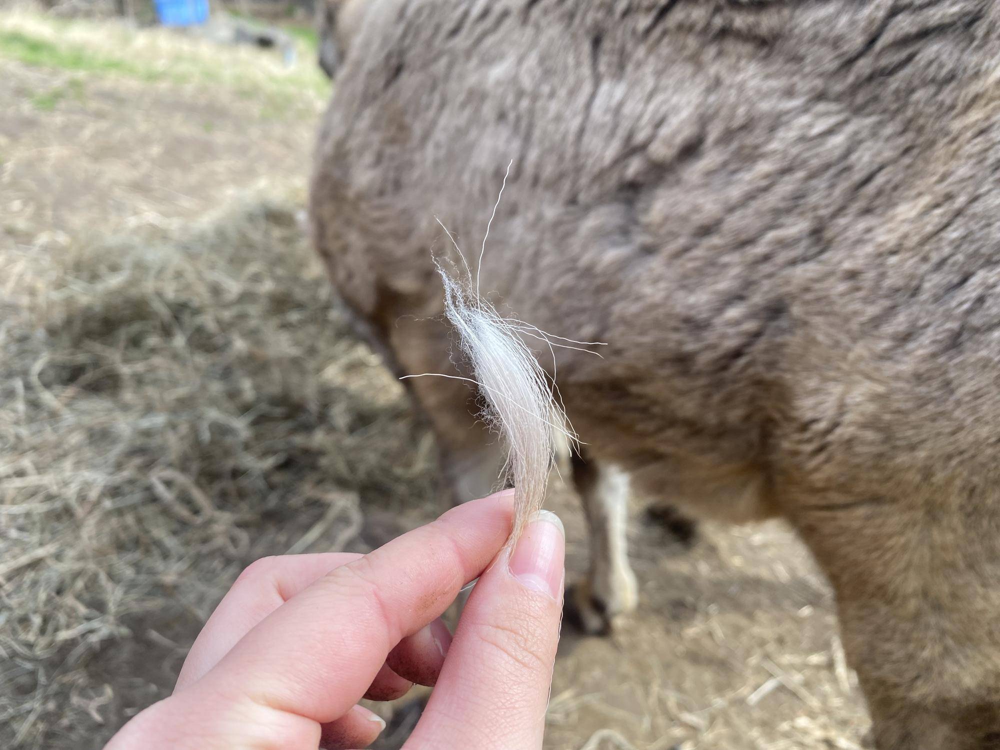 春ですよ~の写真