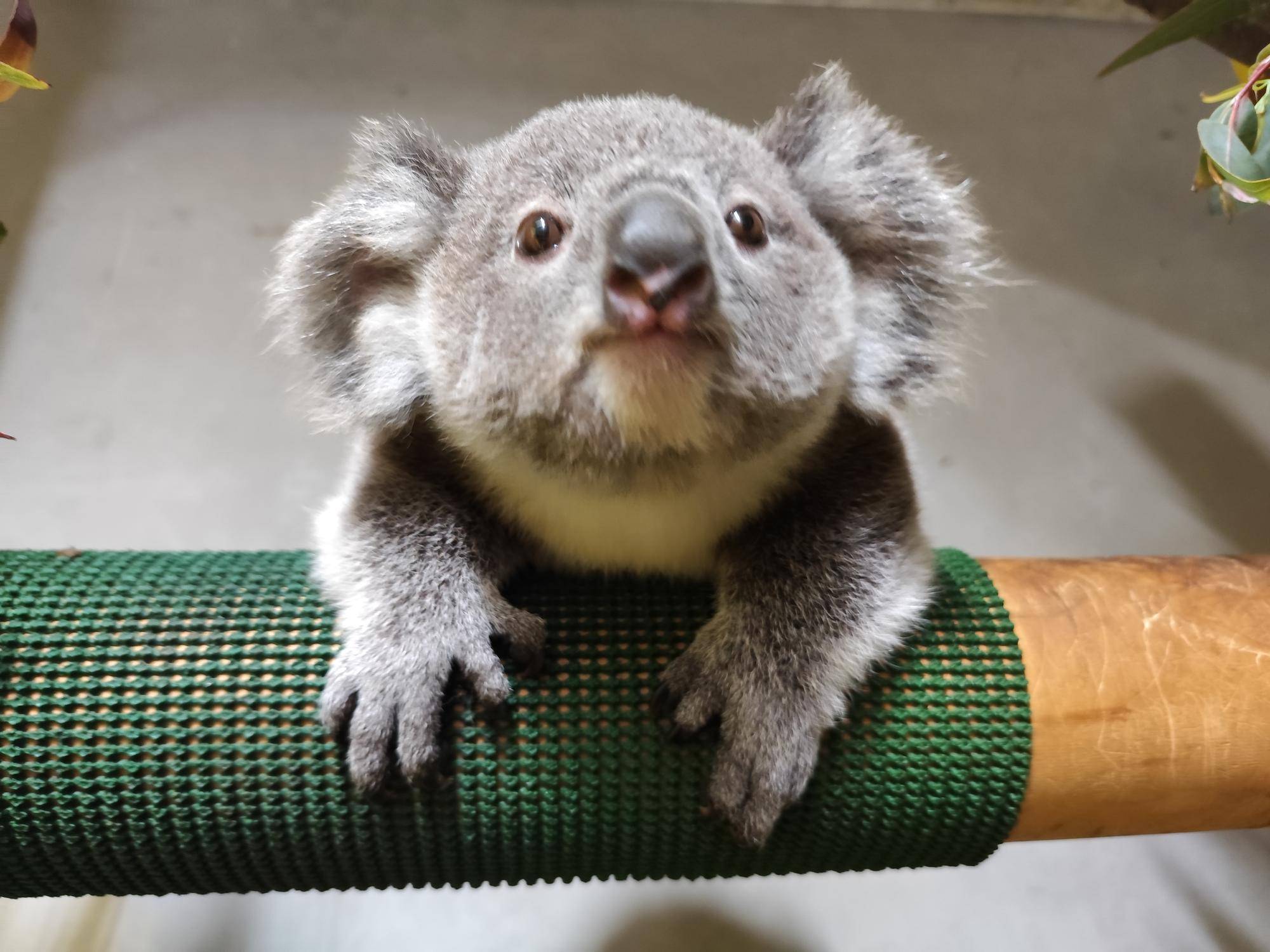 あれもカワイイの写真