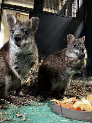 パルマワラビー展示場のネットを交換しました